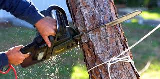 Best Tree Trimming and Pruning  in Stanfield, OR