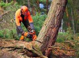 Best Tree Risk Assessment  in Stanfield, OR