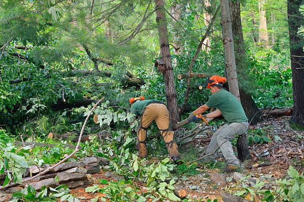 Best Arborist Consultation Services  in Stanfield, OR